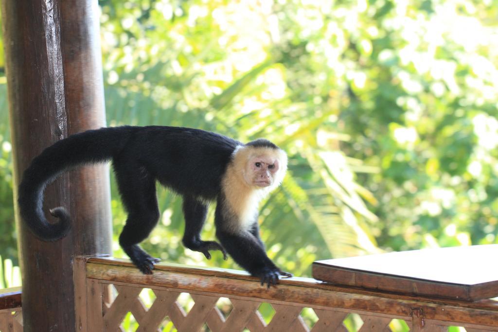 Jungle Villa มานูเอล อันโตนิโอ ภายนอก รูปภาพ