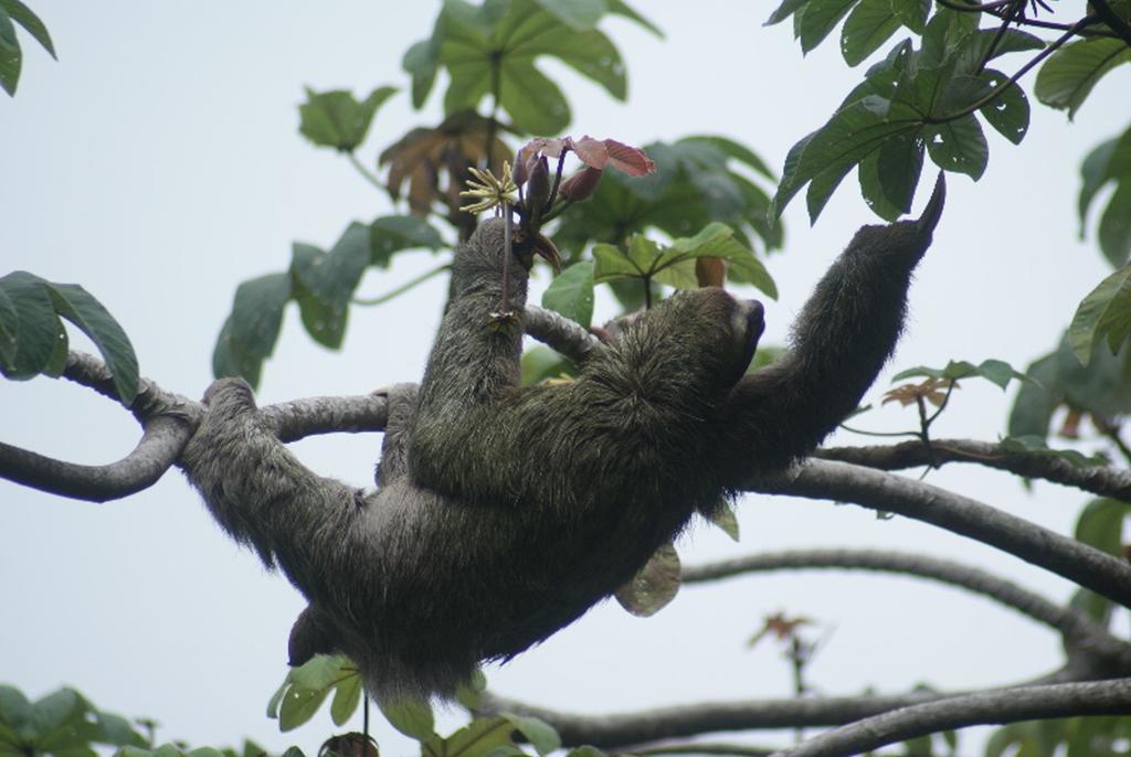 Jungle Villa มานูเอล อันโตนิโอ ภายนอก รูปภาพ