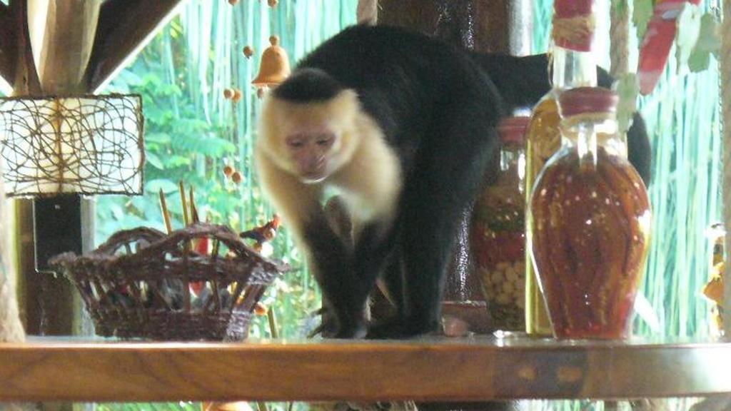 Jungle Villa มานูเอล อันโตนิโอ ภายนอก รูปภาพ