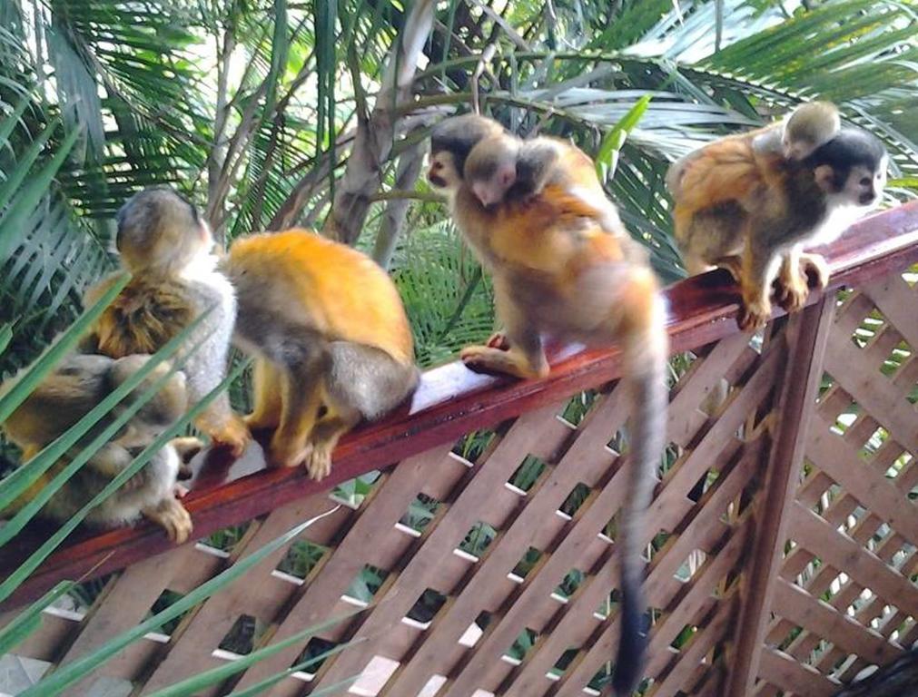 Jungle Villa มานูเอล อันโตนิโอ ภายนอก รูปภาพ