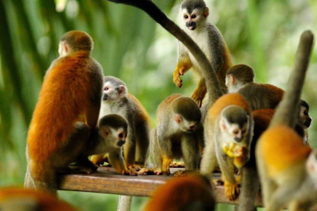 Jungle Villa มานูเอล อันโตนิโอ ภายนอก รูปภาพ