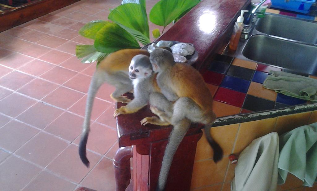 Jungle Villa มานูเอล อันโตนิโอ ภายนอก รูปภาพ