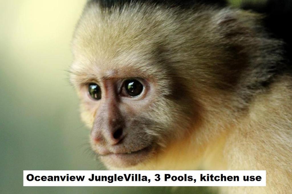 Jungle Villa มานูเอล อันโตนิโอ ภายนอก รูปภาพ