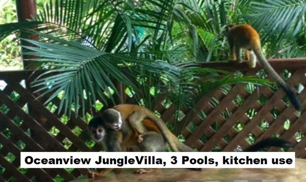 Jungle Villa มานูเอล อันโตนิโอ ภายนอก รูปภาพ